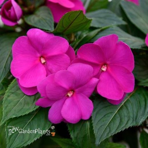 Picture of Impatiens 'New Guinea Sonic® Lilac' - 4.5" Pot