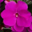 Picture of Impatiens 'New Guinea Sonic® Lilac' - 4.5" Pot