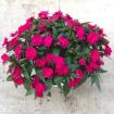 Picture of Impatiens 'New Guinea Sonic® Lilac' - 4.5" Pot