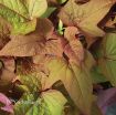 Picture of Ipomoea 'Sweet Georgia Bronze' Sweet Potato Vine - 4.5" Pot