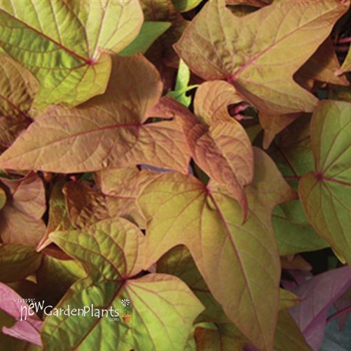 Picture of Ipomoea 'Sweet Georgia Bronze' Sweet Potato Vine - 4.5" Pot