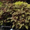 Picture of Ipomoea 'Sweet Georgia Bronze' Sweet Potato Vine - 4.5" Pot