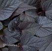 Picture of Ipomoea 'Sweet Georgia Heart Purple' Sweet Potato Vine - 4.5" Pot
