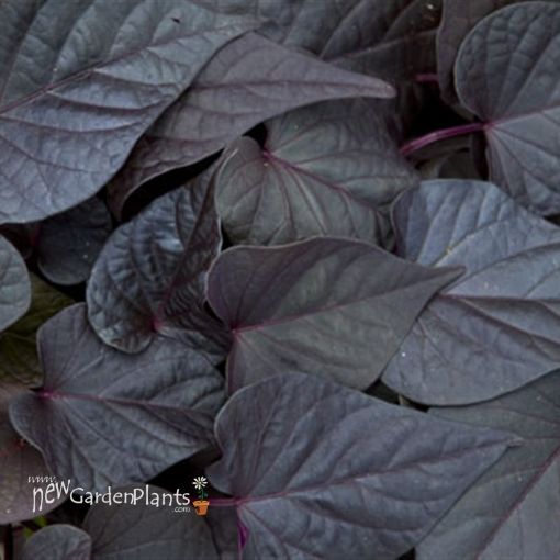 Picture of Ipomoea 'Sweet Georgia Heart Purple' Sweet Potato Vine - 4.5" Pot