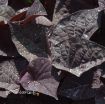 Picture of Ipomoea 'Sweet Georgia Heart Purple' Sweet Potato Vine - 4.5" Pot