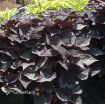 Picture of Ipomoea 'Sweet Georgia Heart Purple' Sweet Potato Vine - 4.5" Pot
