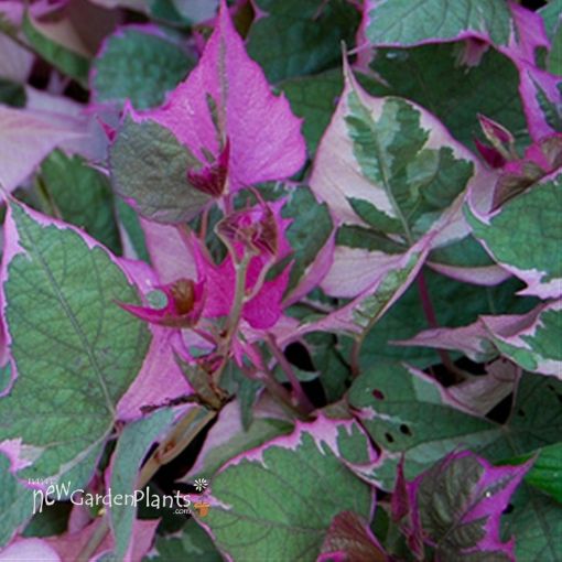 Picture of Ipomoea 'Tricolor' Sweet Potato Vine - 4.5" Pot