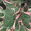 Picture of Ipomoea 'Tricolor' Sweet Potato Vine - 4.5" Pot