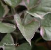 Picture of Ipomoea 'Tricolor' Sweet Potato Vine - 4.5" Pot