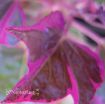 Picture of Ipomoea 'Tricolor' Sweet Potato Vine - 4.5" Pot
