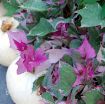 Picture of Ipomoea 'Tricolor' Sweet Potato Vine - 4.5" Pot