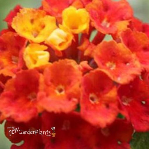 Picture of Lantana 'Dallas Red' - 4.5" Pot