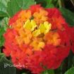 Picture of Lantana 'Dallas Red' - 4.5" Pot