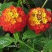 Picture of Lantana 'Dallas Red' - 4.5" Pot