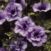 Picture of Supertunia 'Priscilla®' Petunia - 4.5" Pot