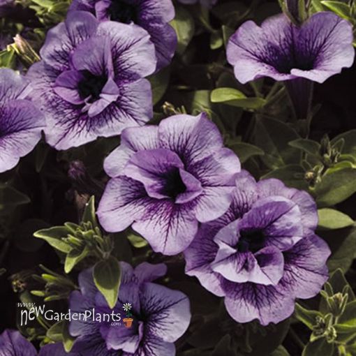 Picture of Supertunia 'Priscilla®' Petunia - 4.5" Pot