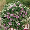 Picture of Supertunia 'Priscilla®' Petunia - 4.5" Pot