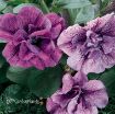 Picture of Supertunia 'Priscilla®' Petunia - 4.5" Pot