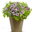 Picture of Supertunia 'Priscilla®' Petunia - 4.5" Pot