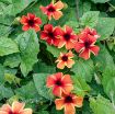 Picture of Thunbergia 'Sunny Susy Amber Stripes' - 4.5" Pot