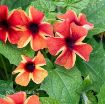 Picture of Thunbergia 'Sunny Susy Amber Stripes' - 4.5" Pot