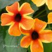 Picture of Thunbergia 'Sunny Susy Amber Stripes' - 4.5" Pot