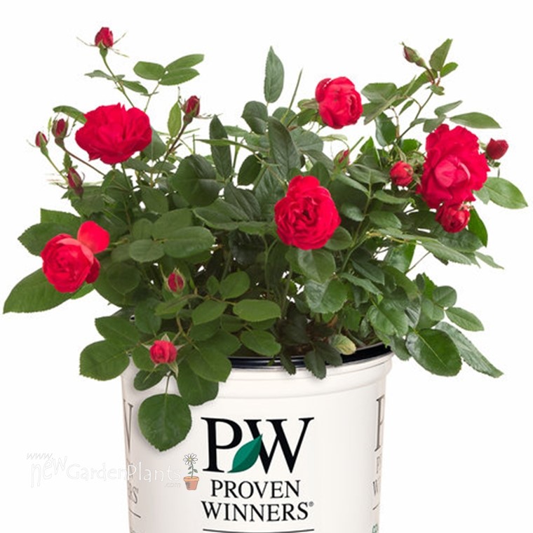 Rose 'OSO EASY® Double Red' Landscape Rose - One Quart Pot. New Garden ...