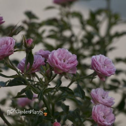 Rose 'OSO EASY® Petit Pink' Landscape Rose - One Quart Pot. New Garden ...