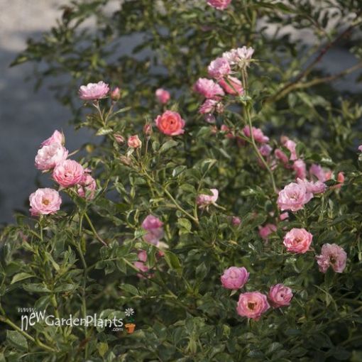 Rose 'OSO EASY® Petit Pink' Landscape Rose - One Quart Pot. New Garden ...