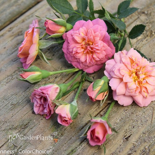 Rose 'OSO EASY® Petit Pink' Landscape Rose - One Quart Pot. New Garden ...