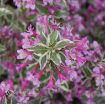 Picture of Weigela 'My Monet Purple Effect®' - One Quart Pot