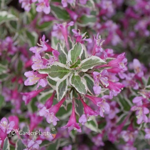 Picture of Weigela 'My Monet Purple Effect®' - One Quart Pot