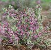 Picture of Weigela 'My Monet Purple Effect®' - One Quart Pot
