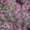 Picture of Weigela 'My Monet Purple Effect®' - One Quart Pot