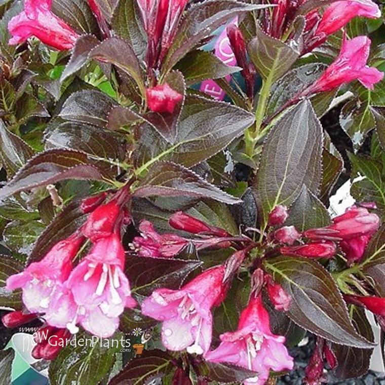 Weigela 'Wine & Roses' PP10772 - One Quart Pot. New Garden Plants