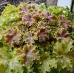 Picture of Heuchera 'Apple Twist' DOLCE series Coral Bells - One Quart Pot