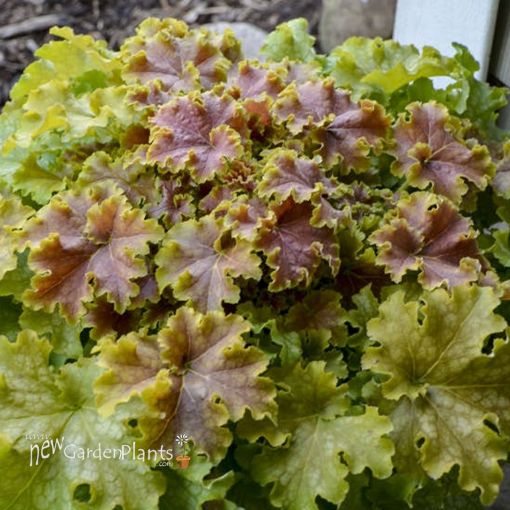 Picture of Heuchera 'Apple Twist' DOLCE series Coral Bells - One Quart Pot