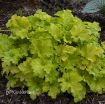 Picture of Heuchera 'Apple Twist' DOLCE series Coral Bells - One Quart Pot