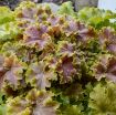 Picture of Heuchera 'Apple Twist' DOLCE series Coral Bells - One Quart Pot