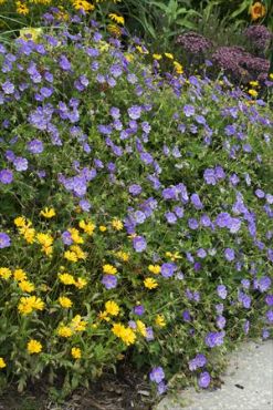 Common Name. New Garden Plants