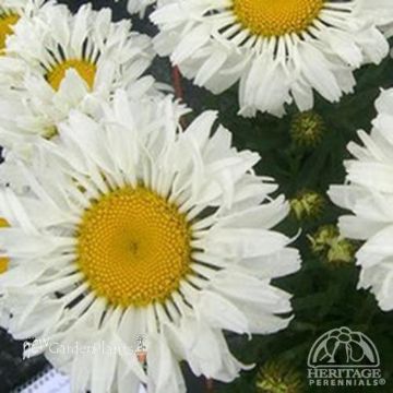 Leucanthemum 'Real Sunbeam' Shasta Daisy - One Quart Pot. New Garden Plants