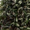 Picture of Ajuga 'Noble Nightingale' Bugleweed - One Quart Pot