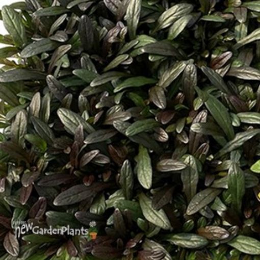 Picture of Ajuga 'Noble Nightingale' Bugleweed - One Quart Pot