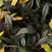 Picture of Ajuga 'Noble Nightingale' Bugleweed - One Quart Pot