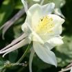 Picture of Aquilegia 'Spring Magic® White' Columbine - One Quart Pot