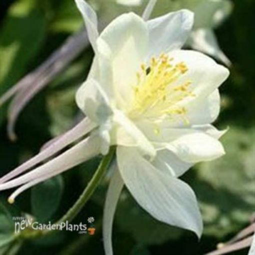 Picture of Aquilegia 'Spring Magic® White' Columbine - One Quart Pot