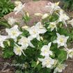 Picture of Aquilegia 'Spring Magic® White' Columbine - One Quart Pot
