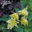 Picture of Aquilegia 'Spring Magic® Yellow' Columbine - One Quart Pot