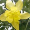 Picture of Aquilegia 'Spring Magic® Yellow' Columbine - One Quart Pot