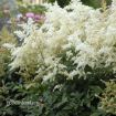 Picture of Astilbe 'Deutschland' False Spirea - One Quart Pot
